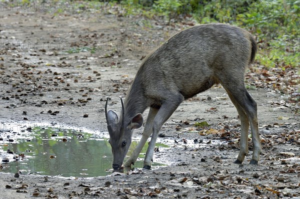 Sambar deer