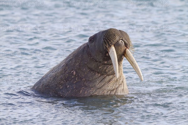 Atlantic Walrus