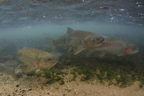 Rainbow Trout