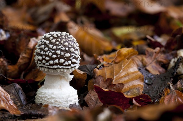 The fruiting body of a panthercap