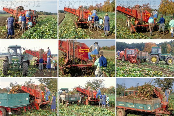 Farmer's family and helper harvesting beet with harvester and loading
