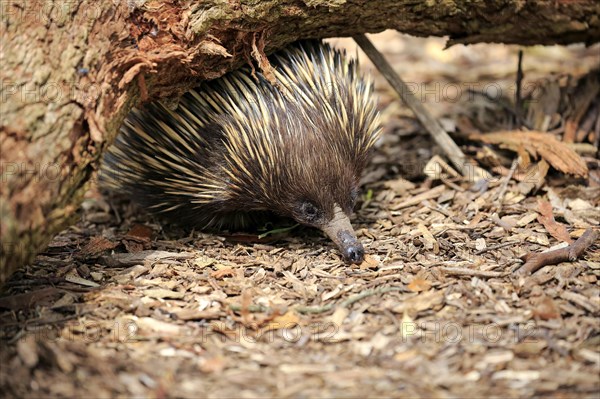 Short-beaked Echidna