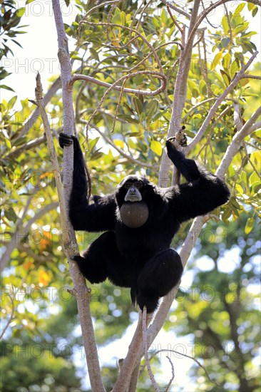 Siamang