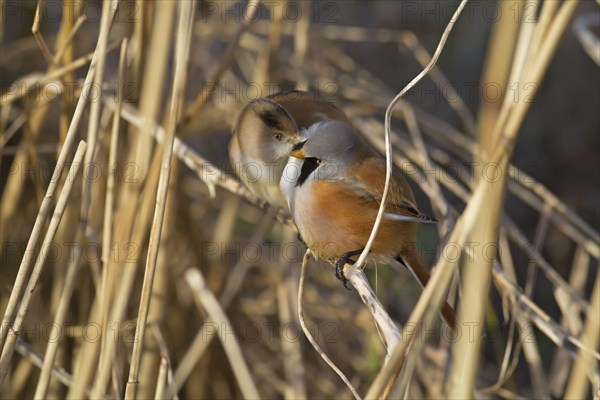 Bearded reedling