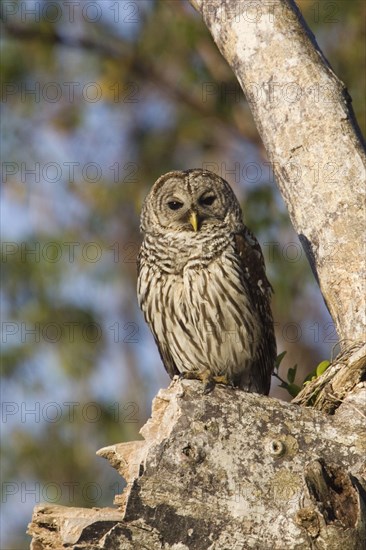 Barred Owl