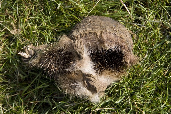 European hedgehog