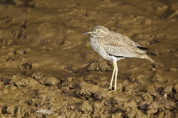 Senegalese senegal thick-knee