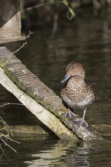 Pintail ducks