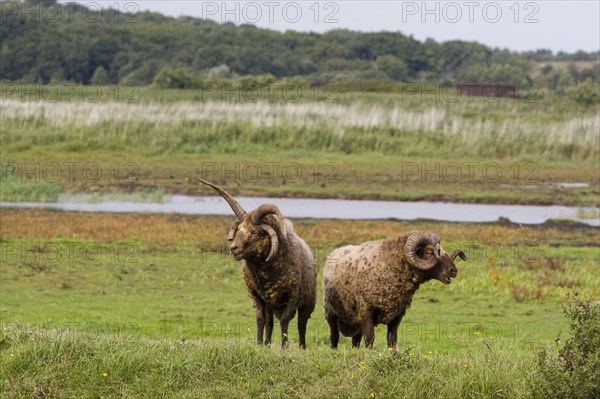 Manx loaghtan sheep