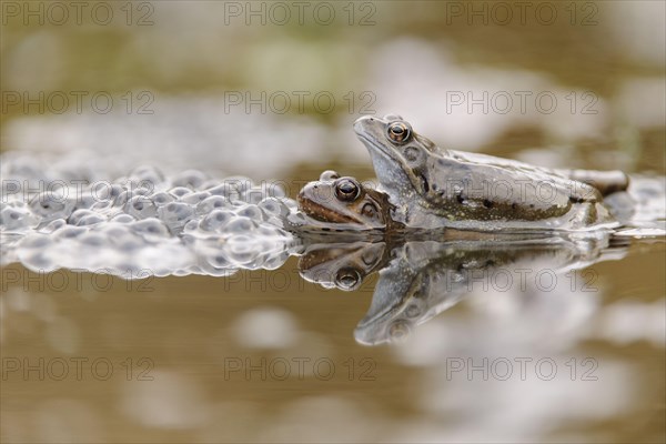 Common Frog