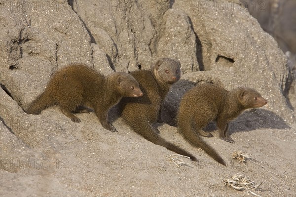 Southern Dwarf Mongoose