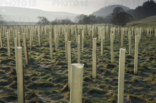 Newly planted tree saplings protected with plastic sleeves