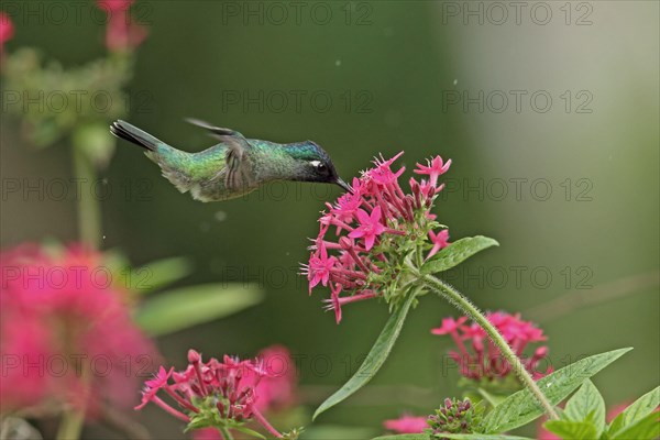 Violet-headed Hummingbird