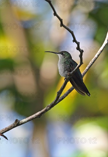 Antillean Mango