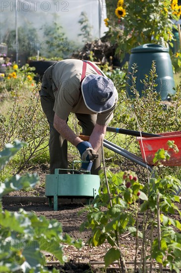 Elderly man working in allotment garden