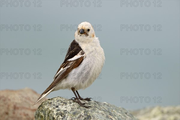 Snow bunting