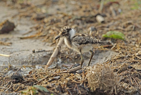 Blacksmith Plover