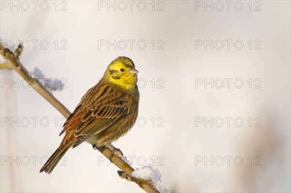 Yellowhammer