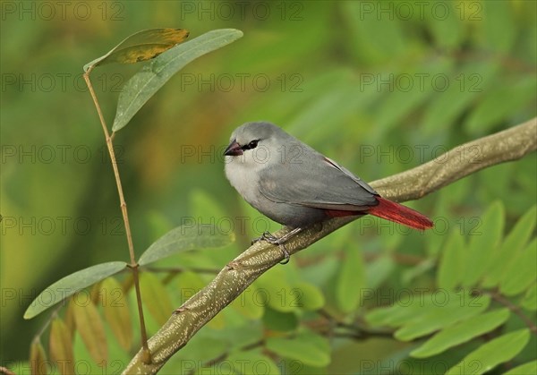 Lavender Waxbill