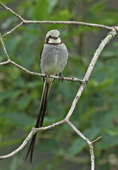 Fan-tailed Tyrant