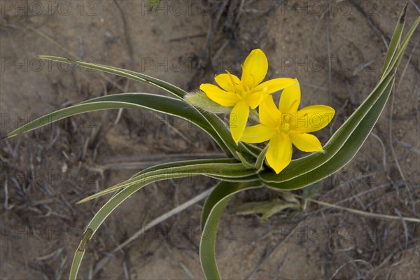 Yellow Star-flower