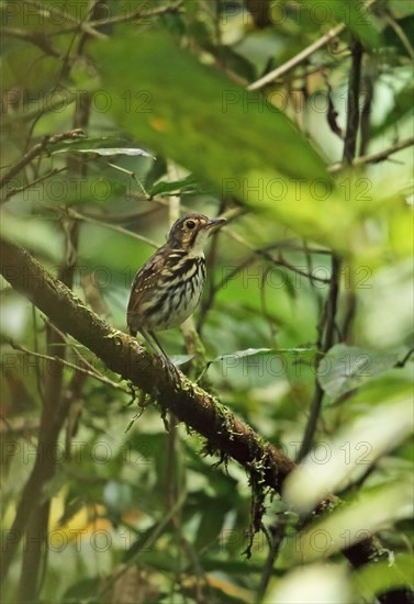 Streak-chested Antpitta