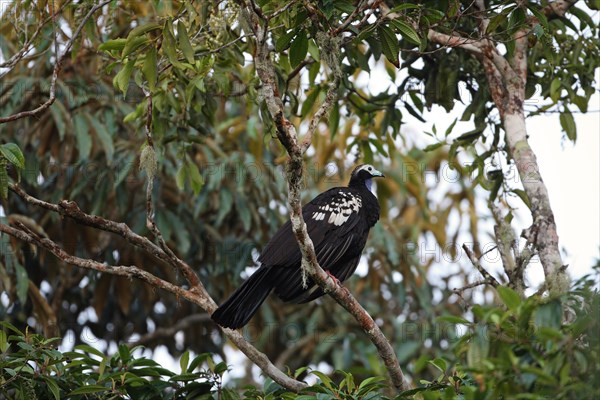 Trinidad Piping-guan