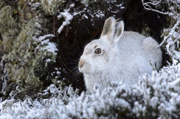 Mountain Hare