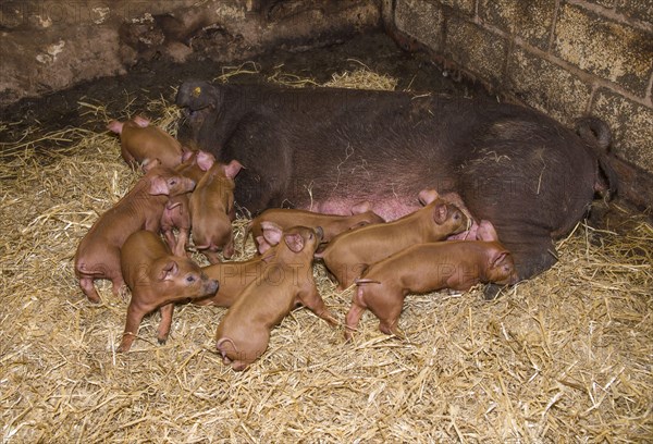 Duroc pig