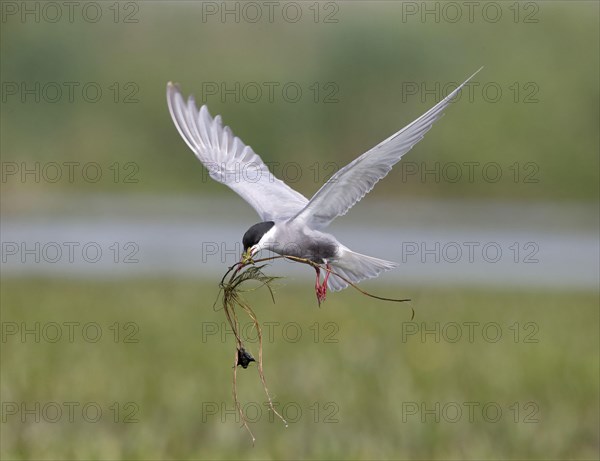 Whiskered Tern