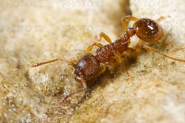 Sabre-thorned knot ant