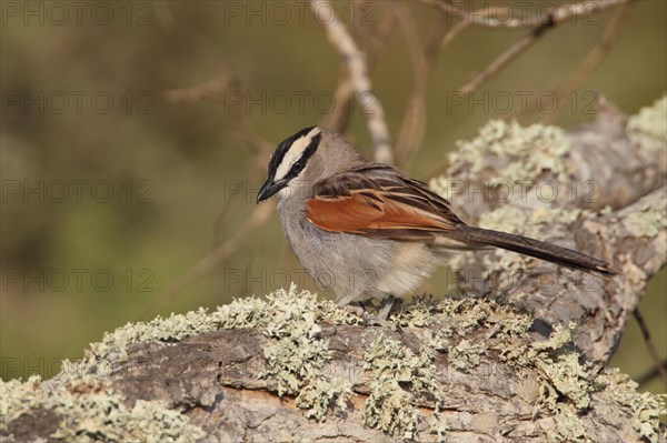 Black-crowned Tchagra