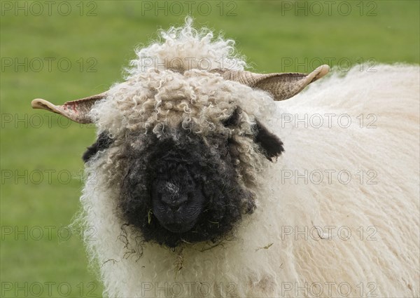 Valais Blacknose Sheep