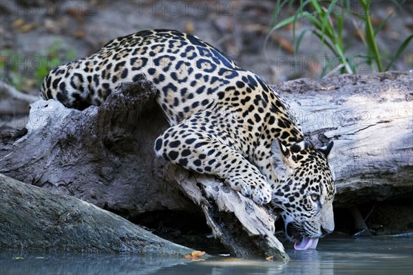 Parana jaguar