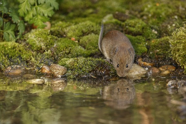 Bank voles