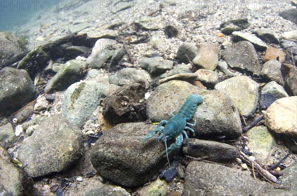 White-clawed crayfish