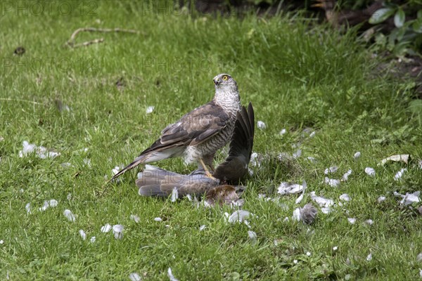 Young sparrowhawk eats young coal pigeon