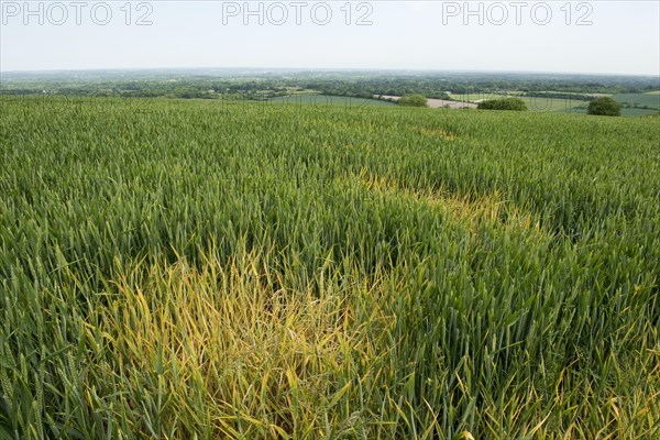 Spot treatment of glyphosate on switchgrass to control localised spots in winter wheat