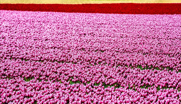 Flowering tulip fields