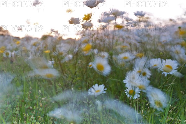 Blur experiment on a flowering meadow in summer