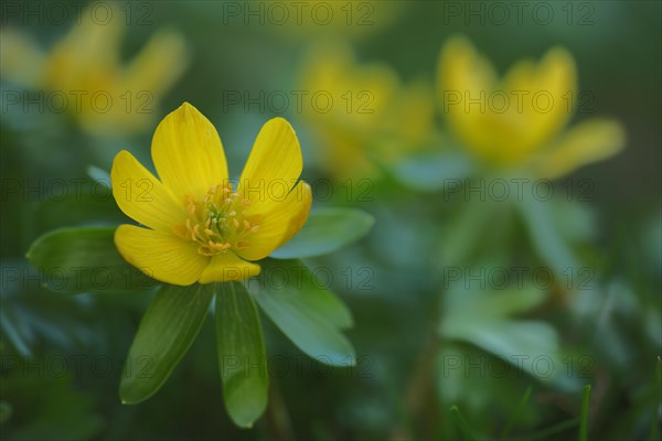 Southern European winter aconite