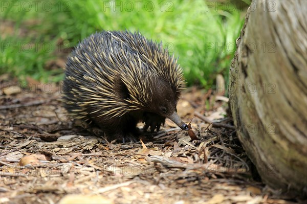 Short-beaked Echidna