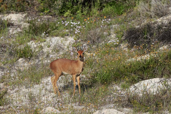 Steenbok