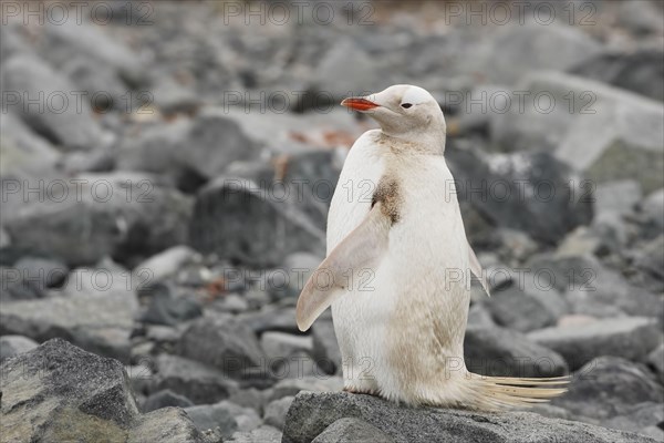 Gentoo Penguin