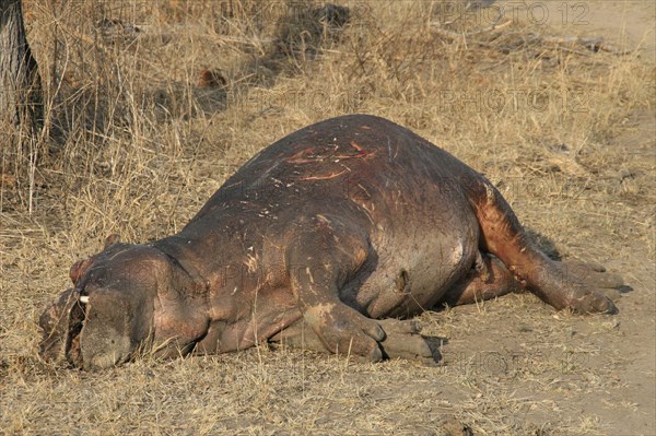 Hippopotamus