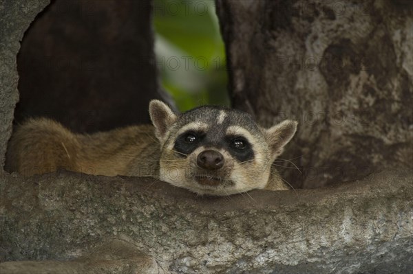 Crab-eating raccoon