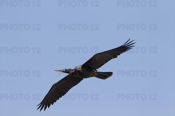 Anhinga