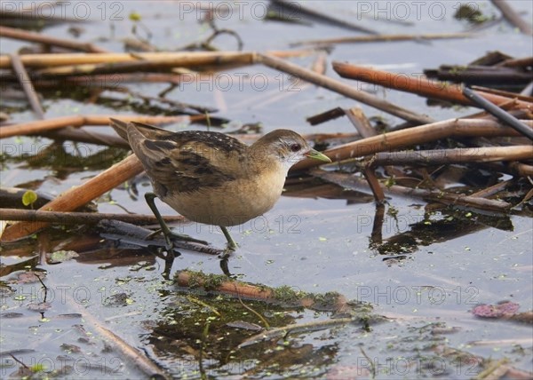 Little Crake