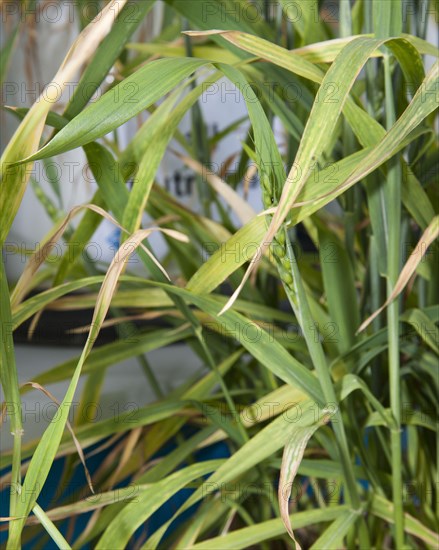 Magnesium deficiency in wheat