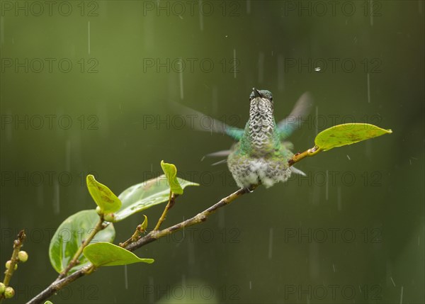 Green-crowned Hummingbird